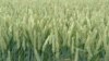 Дикие сорта пшеницы питательнее окультуренных
