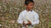 Majlis Podcast: The Cotton Campaign In Central Asia