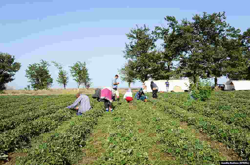 &ldquo;Если бы могли выставлять хотя бы половину продукта на иностранный рынок, то и доход возрос бы&ldquo;. 
