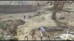 Леопард напал на жителей индийской деревни