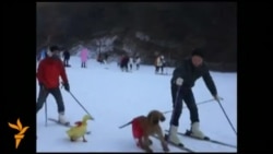 На лижі з домашніми улюбленцями