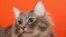 Оливер. <a href = "http://commons.wikimedia.org/wiki/Image:Oliver_cat.jpg" target=_blank>Wikipedia. Creative Commons</a>.