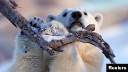 Bijeli medvjedi žive u vrlo hladnom klimatskom pojasu, ali kako okoliš Arktika postaje sve topliji i kako se tope ledenjaci ove životinje se sve više premještaju na kopno u potrazi za hranom.