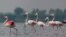 Flamingos in Isfahan, Iran, IRNA photo, May 11, 2019