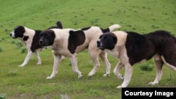 Қўриқчи итлар. Ака-ука Латифийлар олган сурат.