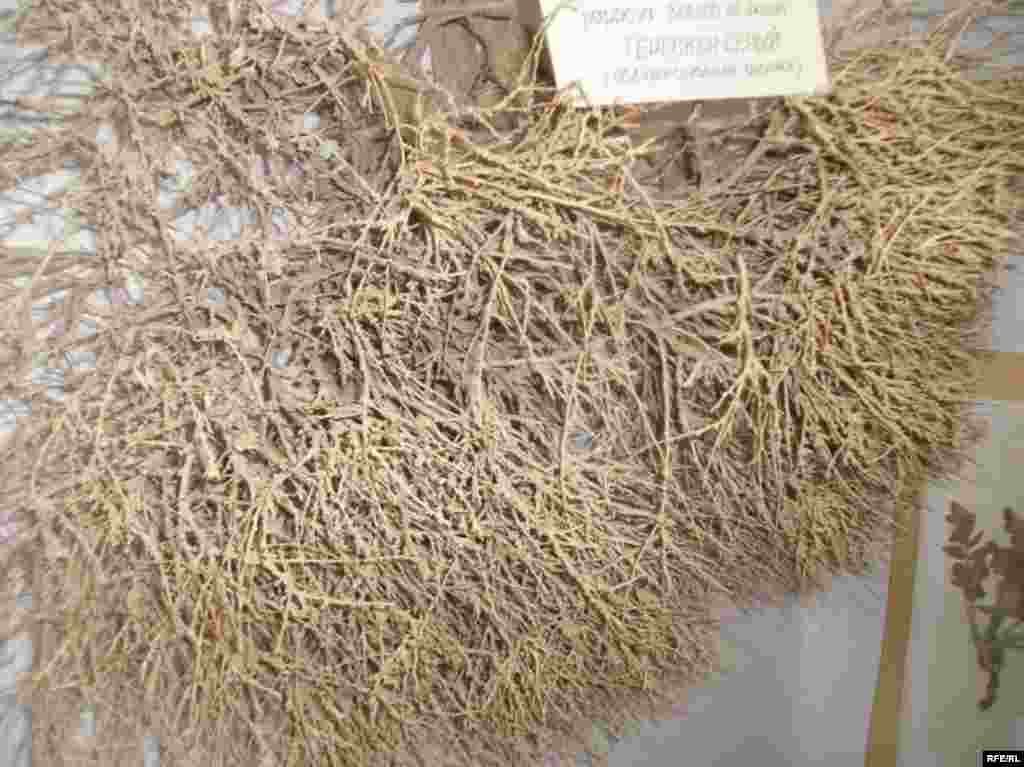 Рангҳои Помир #7