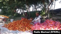 ننګرهار کې کروندګر وايي، د سبزیجاتو ساتلو لپاره دې ورته سړې خونې جوړې کړي.