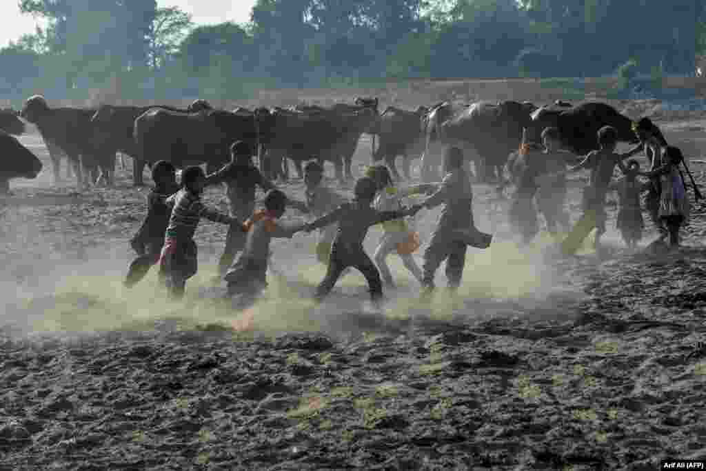 Children play next to water buffalo near the Ravi River in Lahore, Pakistan. (AFP/Arif Ali)