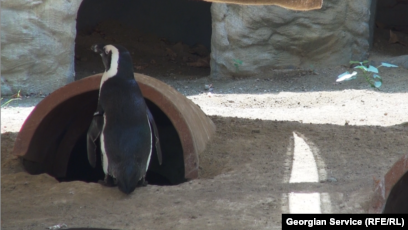 Penguin From Flooded Tbilisi Zoo Swims To Azerbaijani Border