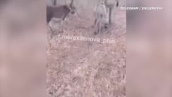 Ослы на страже российской армии 