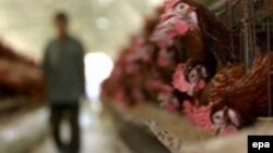 Архив фотосы