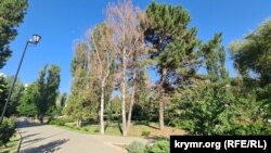 Высохшие березы в Гагаринском парке в Симферополе. Симферополь, август 2025 года