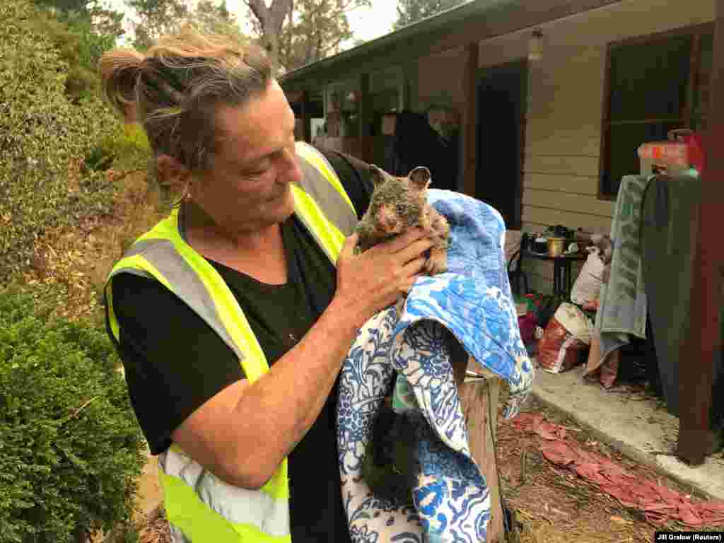 Volonterka neguje spašenog oposuma iz požara u blizini Plave planine u Australiji