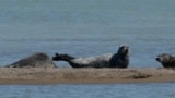 Caspian seals are the only marine mammals in the Caspian Sea, the world's largest inland body of water. Once numbering over a million in the early 20th century, their population has now dwindled to an estimated 70,000 due to overhunting and pollution. (file photo)