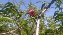 Şaftalı ağacında qızılgül?