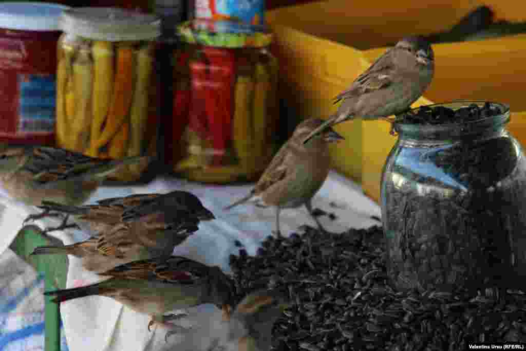 Moldova - The market at Călărași