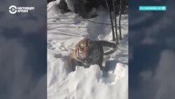 Тигры на Дальнем Востоке России нападают на людей и домашний скот