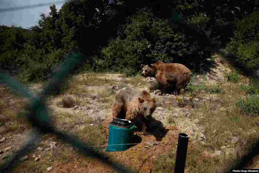 Strehimorja e arinjve në Kosovë, e cila ndodhet afër Prishtinës, ka përjetuar një rënie prej 70 për qind të numrit të vizitorëve gjatë vitit 2020.