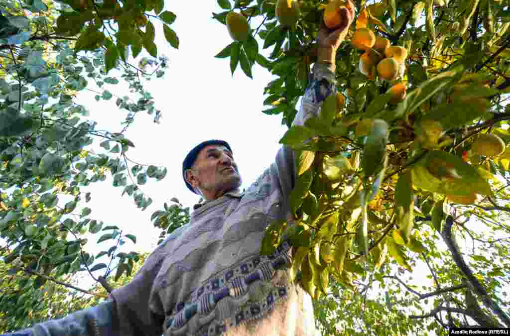 Akif dayı deyir ki, bu il məhsuldarlıq az olsa da qiymət daha yüksəkdi və sərfəlidir.