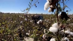 «Посеете люцерну — перепашем». Фермеров Таджикистана заставляют выращивать хлопок
