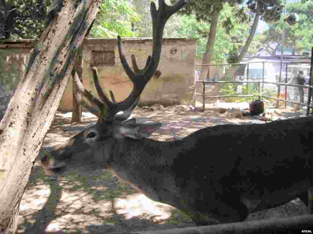 Zoopark "əhli" və yay istiləri #5