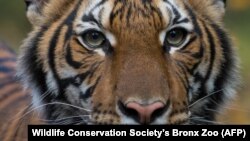 Бронкс зоопаркындагы коронавирус табылган малай жолборсу. 