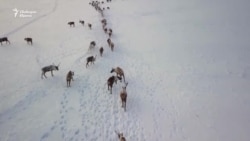  Ненците - номадите на Русия 