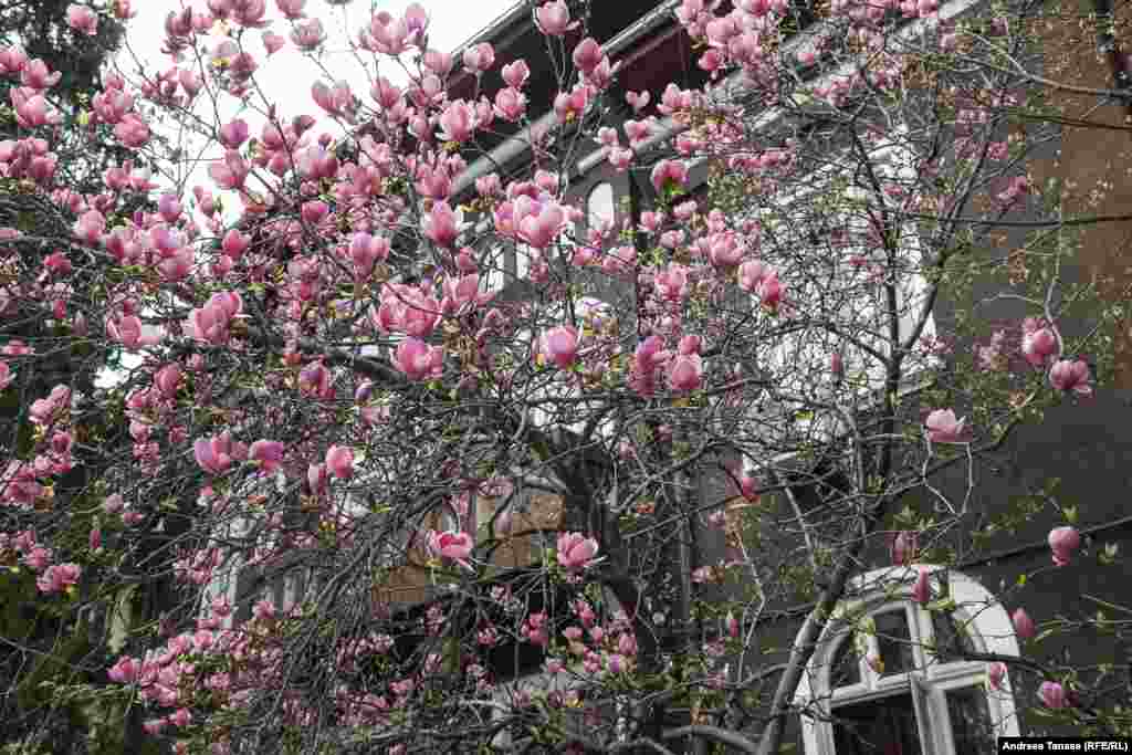 Magnolia este o floare foarte veche, ce își are originile în Asia și America.&nbsp;