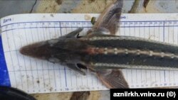 Шип Acipenser nudiventris Lovetsky. Сайт АзНИИРХ