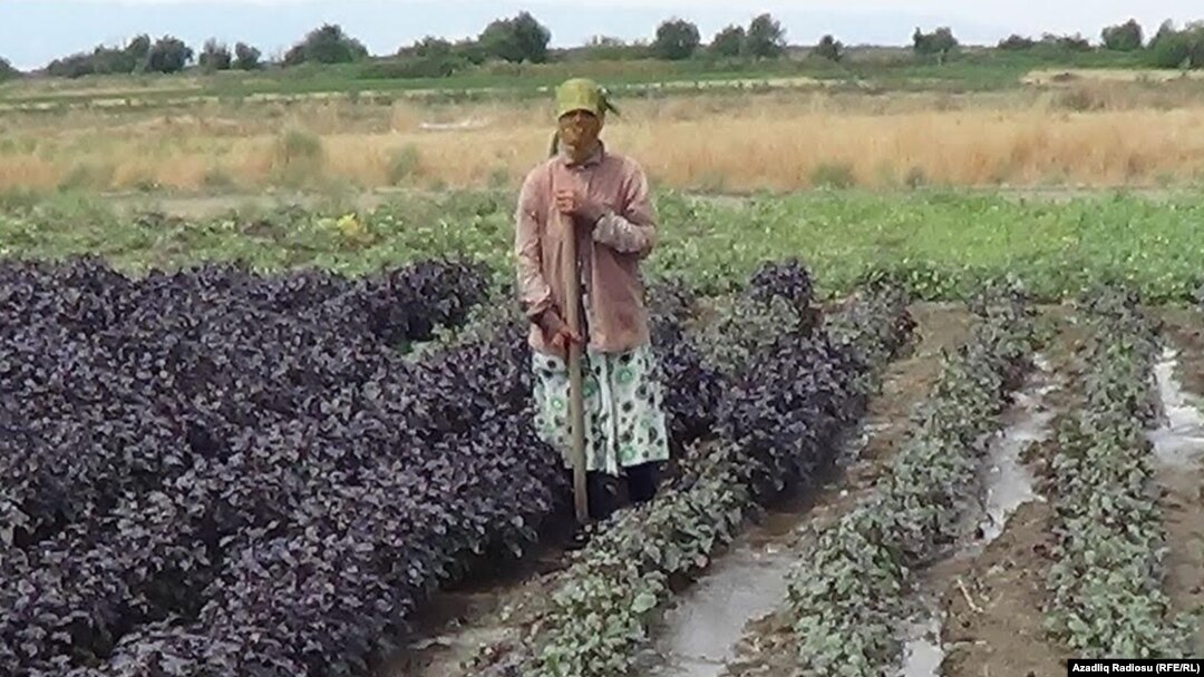 Masallı rayonun Təklə kəndində reyhan sahəsi, 2020
