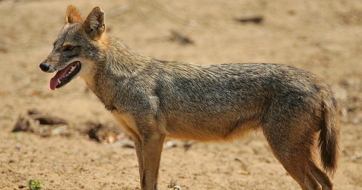 Орыс тіліндегі порнофильмдерді онлайн көру