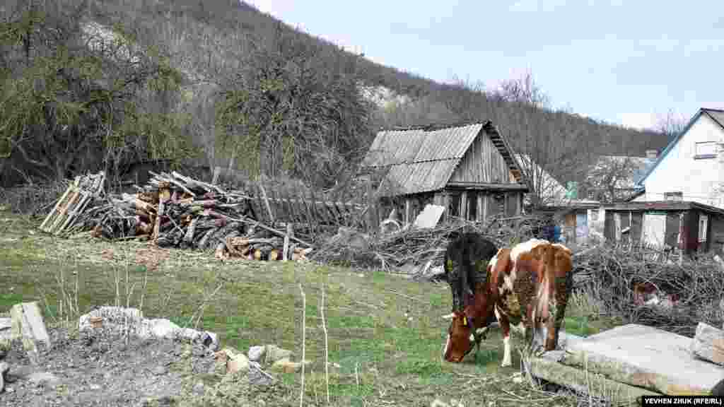 Біля дерев&#39;яного сараю пасуться корови