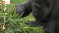 Зодрӯзи гориллаи куҳансолтарин дар Берлин