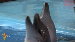 Donetsk Dolphins, War Evacuees