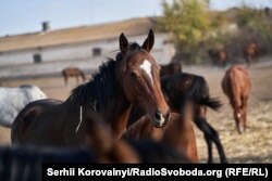 Стрілецький кінний завод № 60, село Роздолля, Луганська область. Клікніть, щоб відкрити