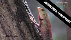 В Париже проходит Конференция ООН по климату (видео)