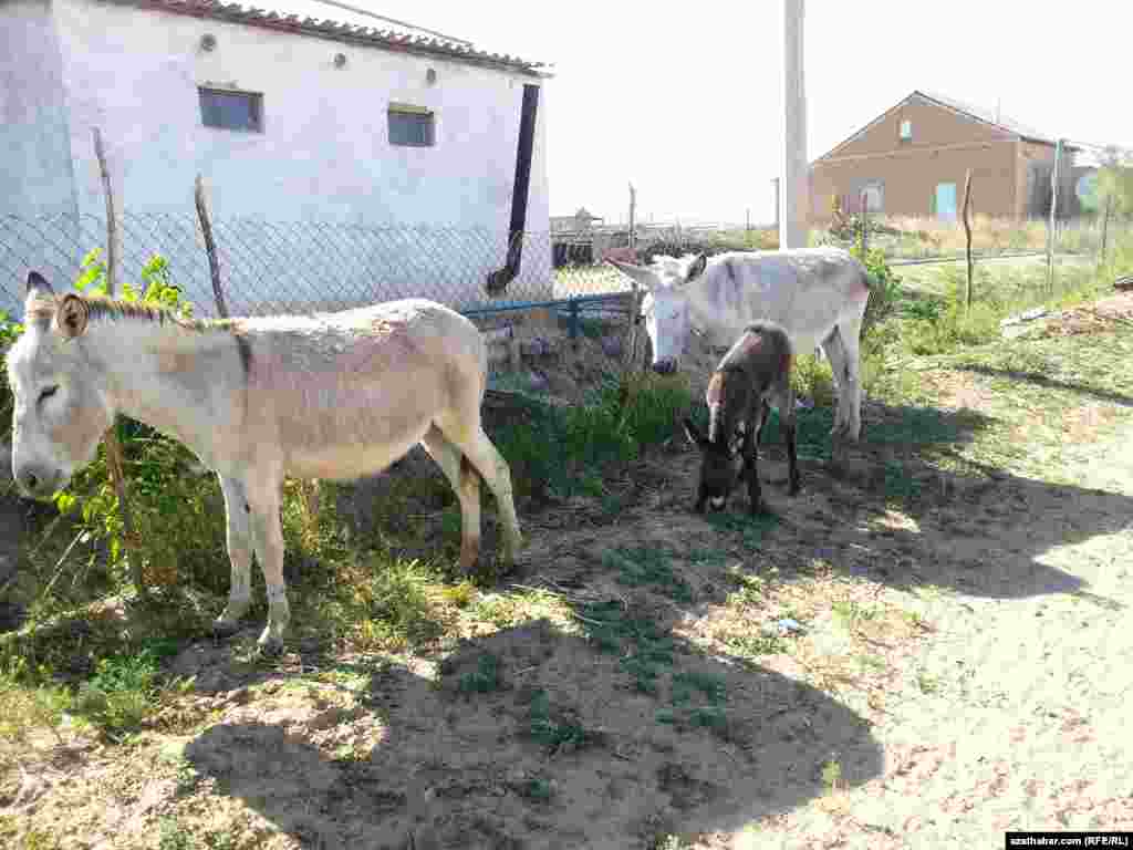 Marynyň obalarynyň birinde gezip ýören eşekler
