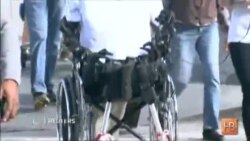 Гуманоид Афина стал первым в мире роботом-авиапассажиром