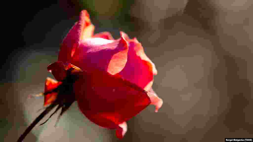 Цветущая роза в Никитском ботсаду