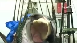 تماشای نهنگ‌ها به‌جای خوردن‌شان