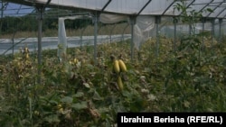 Ndryshimet në temperaturë ndikojnë edhe në kohën se kur bujqit mbjellin dhe korrin produktet e tyre.