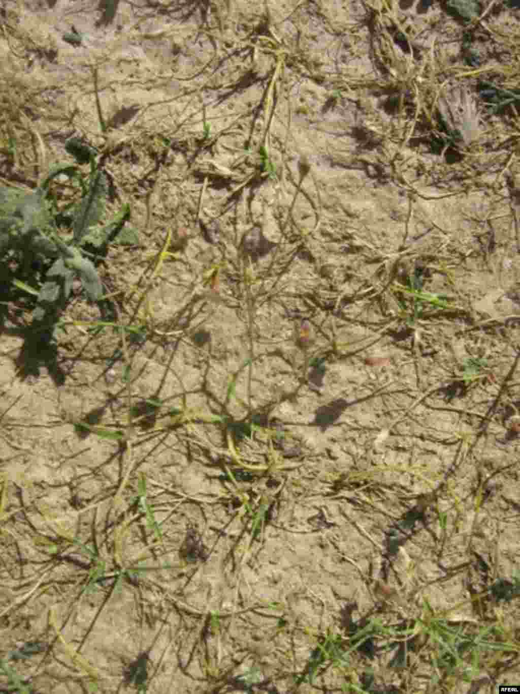 Ҳамлаи малах ба Хатлон #17