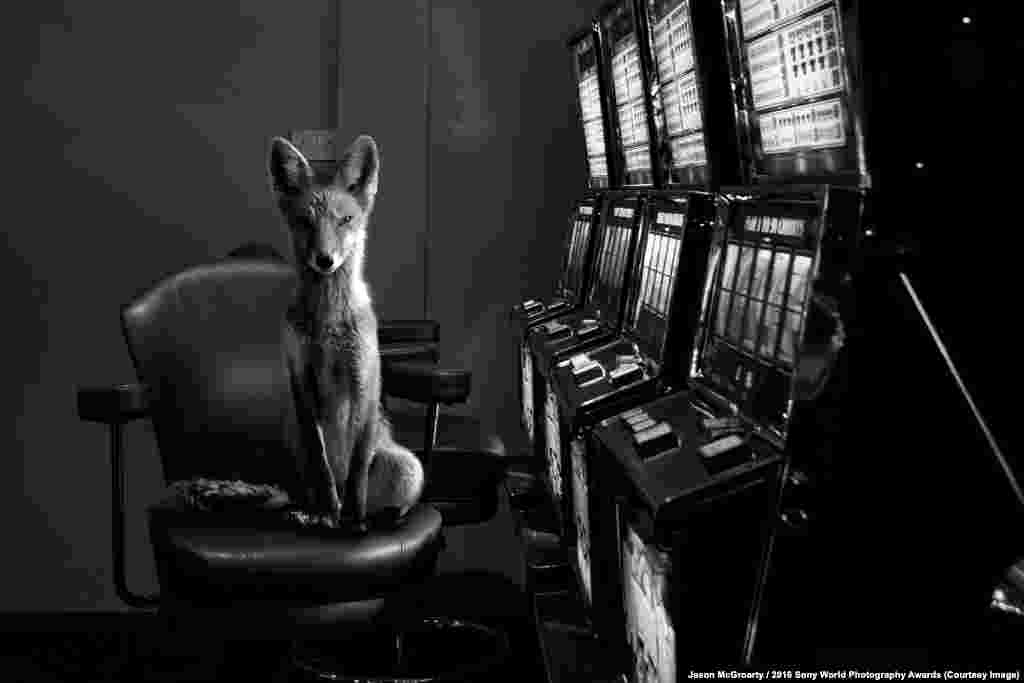 Photographer Jason McGroarty of Ireland:&nbsp;Totem Fox I wanted to capture the heart-stopping moment when the wild breaches the barriers of the city and reminds us that the line between humans and wildlife is not as clearcut as we would like to believe, and that in the animal kingdom, the only thing we can count on is unpredictability, that the unexpected should be expected.&nbsp;