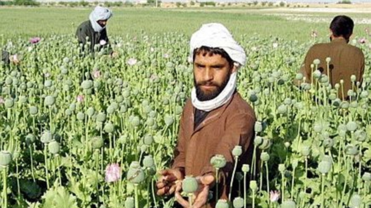 UN Report Shows Afghan Opium Production At Record Level