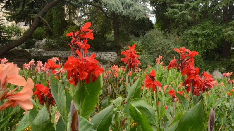 В Никитском ботаническом саду проходит выставка цветущих канн (+фото)