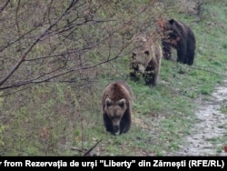 Urși din Rezervația ”Libearty” din Zărnești