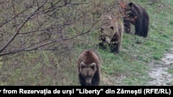 Urși din sanctuarul de la Zărnești