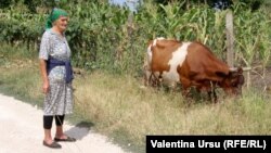 Cum ar fi Ilinca negustoreasa astăzi: bătrână cu o vacă în satul Ciorești, Nisporeni, Moldova.