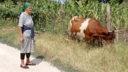 Femeie în vârstă din satul Ciorești, raionul Nisporeni, cu vaca la păscut.