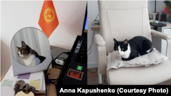 Коты Анны Капушенко